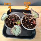 Begonia Hawaiian Silver taimia 5kpl - pikkukuva 1