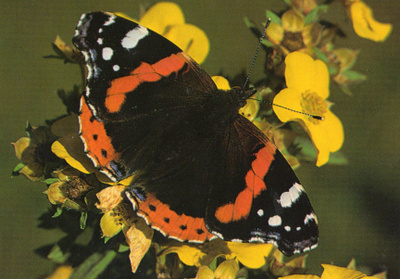 Amiraaliperhonen