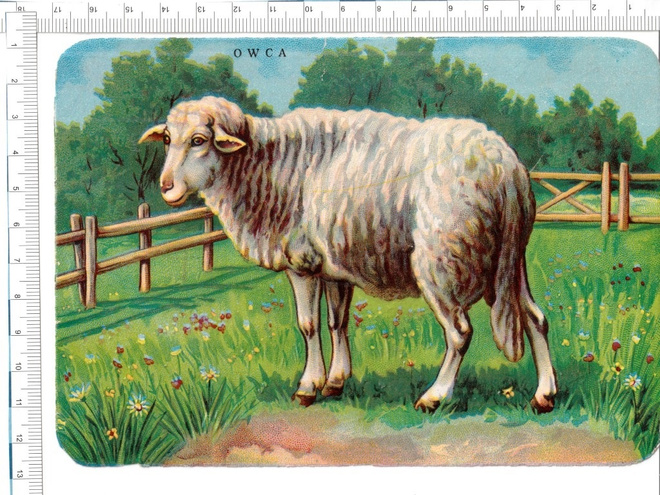 ~ lammas, isokokoinen-nelkku, 17 x 12 cm ~