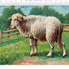 ~ lammas, isokokoinen-nelkku, 17 x 12 cm ~ - pikkukuva 1