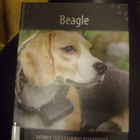 BEAGLE (Suomen suosituimmat koirarodut) Sis.postikulut - pikkukuva 1