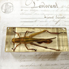 Natura Obscura – Entomologinen näyte no. 414 - pikkukuva 1