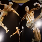 Gunther von Hagen :  BODY WORLDS the original EXHIBITION - pikkukuva 3