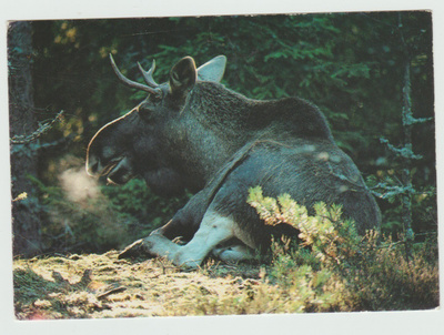 Kari Soveri/WWF : Hirvi
