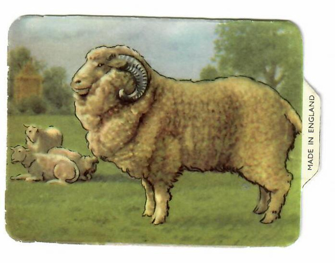 ALE - M.P. 890 - Nelkku - Merino pässi - 1950-luv.