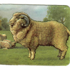 ALE - M.P. 890 - Nelkku - Merino pässi - 1950-luv. - pikkukuva 1