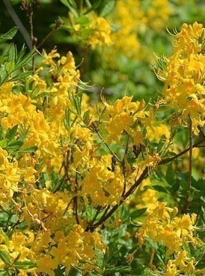 Kelta-atsalea (Rhododendron luteum), siemeniä 50 kpl