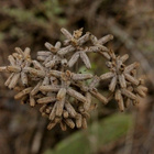 Maustemeirami (Origanum majorana), siemeniä 300 kpl - pikkukuva 2