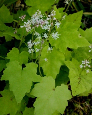 Tupastiarella (Tiarella wherryi), siemeniä 50 kpl