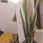 Anopinkieli helppohoitoinen 60 cm suojaruukussa - pikkukuva 4