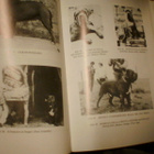 Walt Weisse u.a. MOLOSSER ( 2 p. 1990 ) Sis.pk:t - pikkukuva 5