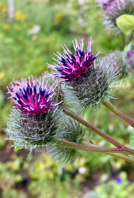Seittitakiainen (Arctium tomentosum), siemeniä 50 kpl