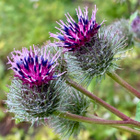 Seittitakiainen (Arctium tomentosum), siemeniä 50 kpl - pikkukuva 1