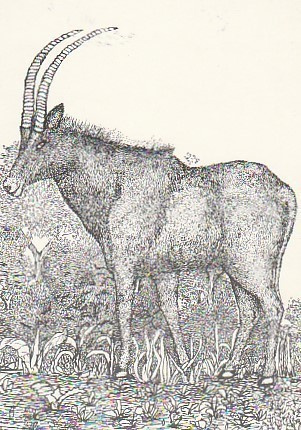 Postikortti, Eläinaihe, eläimet ,antilooppi