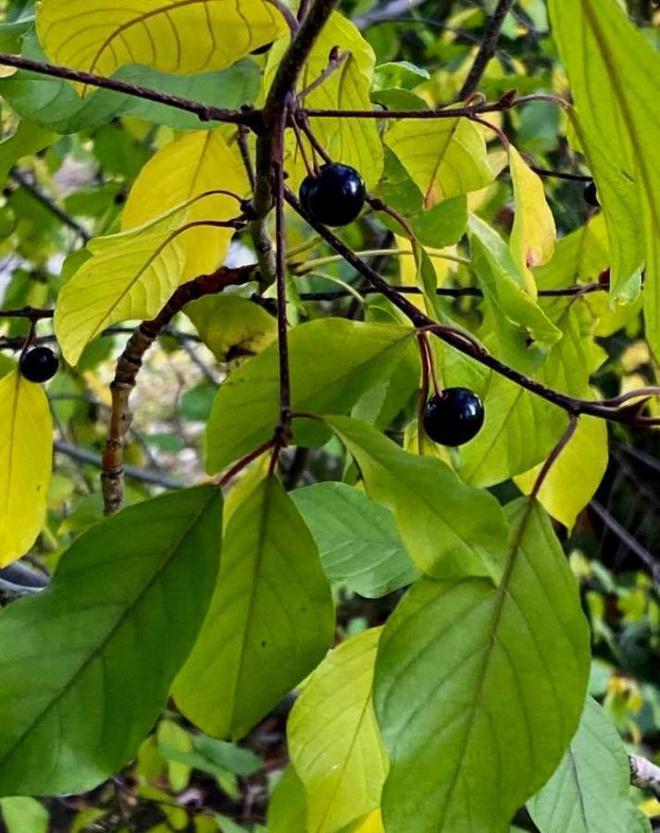 Korpipaatsama (Rhamnus frangula), siemeniä 20 kpl