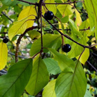 Korpipaatsama (Rhamnus frangula), siemeniä 20 kpl - pikkukuva 1