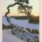 Postikortti  PRO NATURA, WWF Panda tunnus - pikkukuva 1