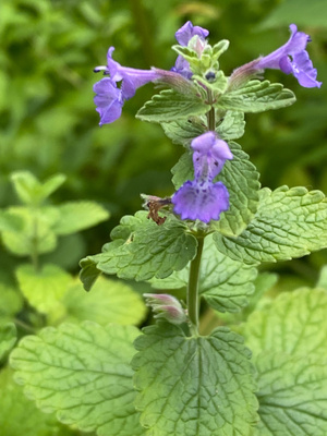 Katinminttu (Nepeta racemoss), siemeniä 50 kpl