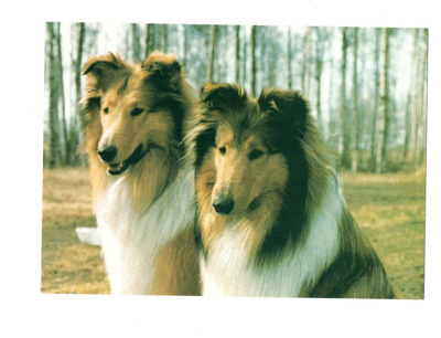 °°KOIRAT...LASSIE°° -KORTTI / (Käyttämätön)