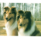 °°KOIRAT...LASSIE°° -KORTTI / (Käyttämätön) - pikkukuva 1