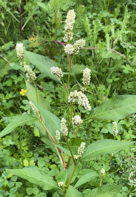 Ukontatar (Persicaria lapathifolia), siemeniä 40 kpl
