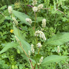 Ukontatar (Persicaria lapathifolia), siemeniä 40 kpl - pikkukuva 1