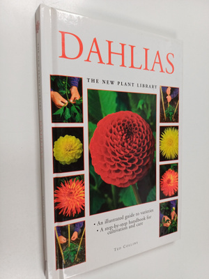 Ted Collins : Dahlias
