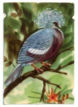 EO 5803 / LINTUNELKKU: Paratiisilintu 13 - Fan-tail Pigeon.