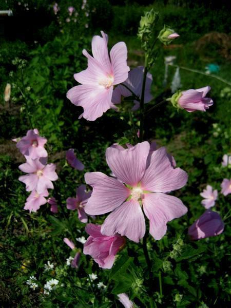 Harmaamalvikki (Lavatera thuringiaca), siemeniä 50 kpl