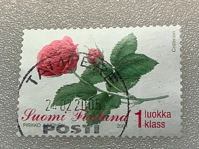 1690/ 2004 Ruusu o leimattu loisto