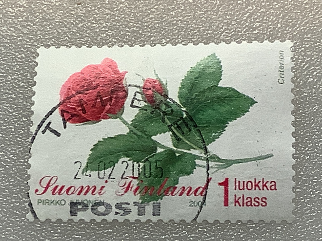 1690/ 2004 Ruusu o leimattu loisto