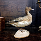 Haapana (Mareca penelope), v. 1960–1970 - pikkukuva 1