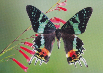Perhonen Madagascan Sunset Moth (postikortti)