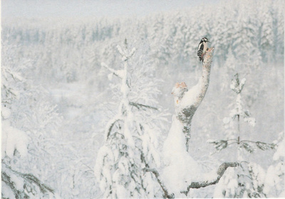 Postikortti LINNUT, KÄPYTIKKA, Luonto-Liitto tunnus