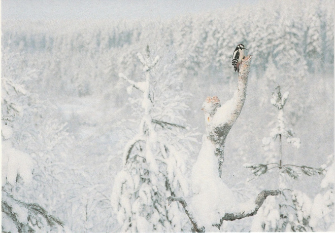 Postikortti  LINNUT, KÄPYTIKKA, Luonto-Liitto tunnus