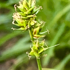 Hakarasara (Carex  spicata), siemeniä 50 kpl - pikkukuva 1