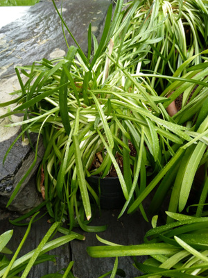 Sinisarja (Agapanthus) iso jakotaimi
