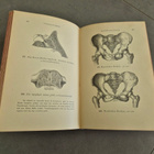 Anatomie (kuv. 1896) - pikkukuva 4