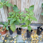 Pasuunakukka Brugmansia pistokastaimi - pikkukuva 2