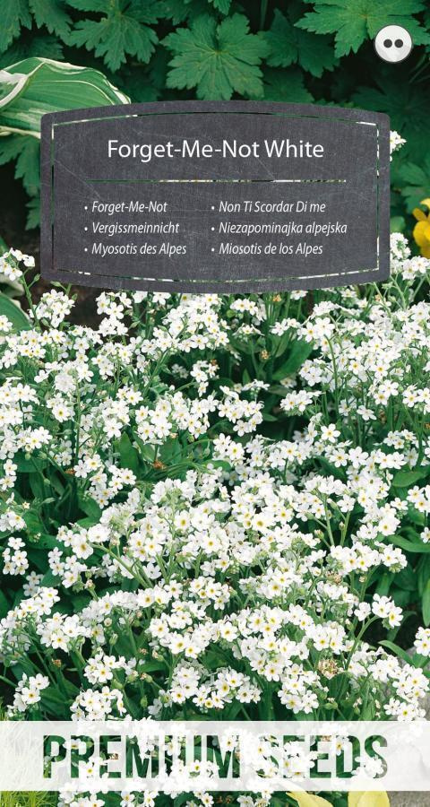 Alppilemmikki "Forget-Me-Not" Valkoinen - siemenet #