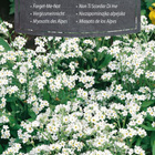 Alppilemmikki "Forget-Me-Not" Valkoinen - siemenet # - pikkukuva 1