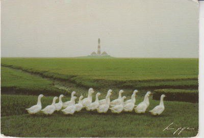 HANHET POSTIKORTTI