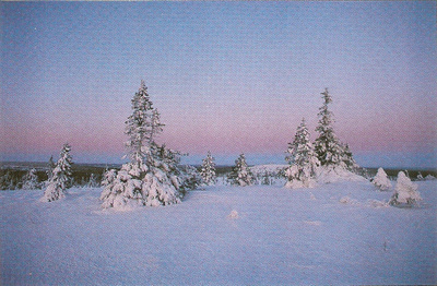 Luontokuva : Pohjolan talvi. Ei kulk.