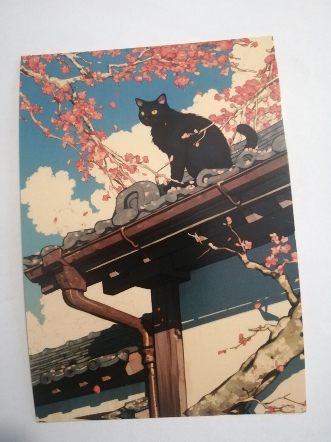 Kissa katolla