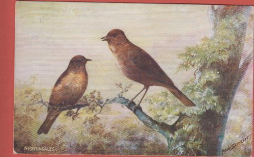 Maude Serivener Nightingales - kulk v 1922