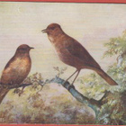 Maude Serivener Nightingales - kulk v 1922 - pikkukuva 1