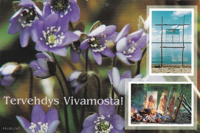 Kevätkukkia - Sinivuokkoja tervehdys Vivamosta