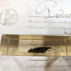Natura Obscura – Entomologinen näyte no. 311 - pikkukuva 2