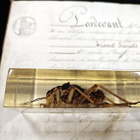 Natura Obscura – Entomologinen näyte no. 406 - pikkukuva 2