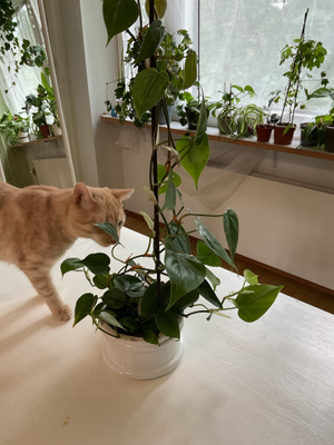 Suuri köynnösvehka tuilla